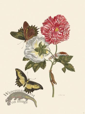 Merian Metamorphosis 31